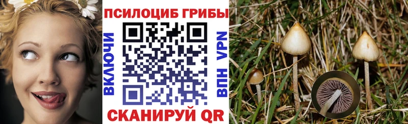 Купить  Инта  Галлюциногенные грибы Psilocybine cubensis 